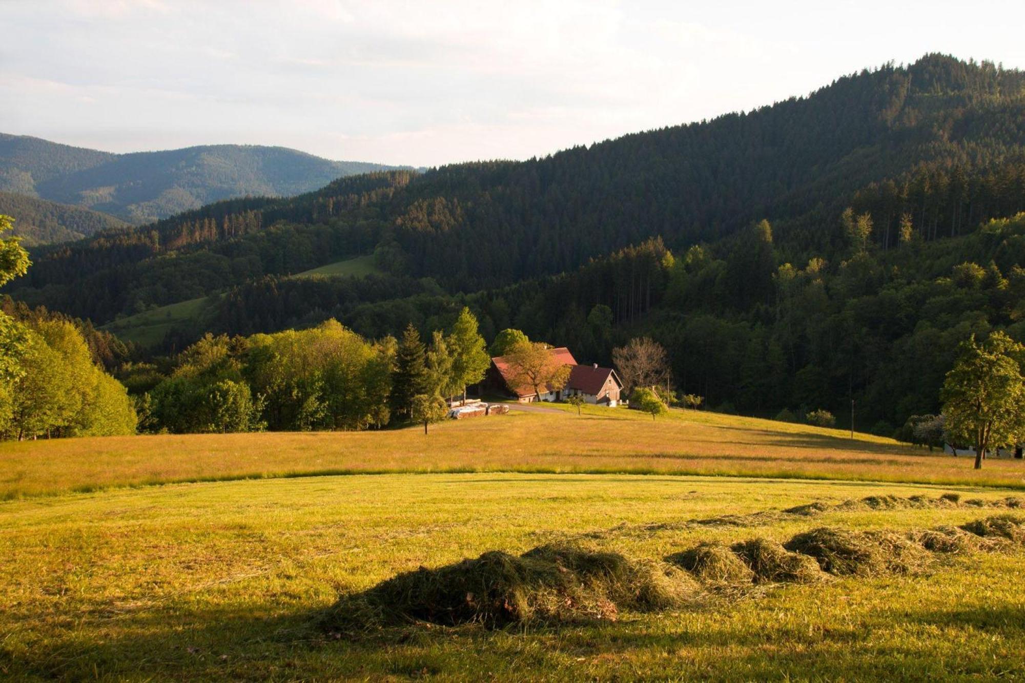 Ferienwohnung Am Kapellenberg - Am Rande Des Nationalparks Schwarzwald Bad Peterstal-Griesbach Buitenkant foto