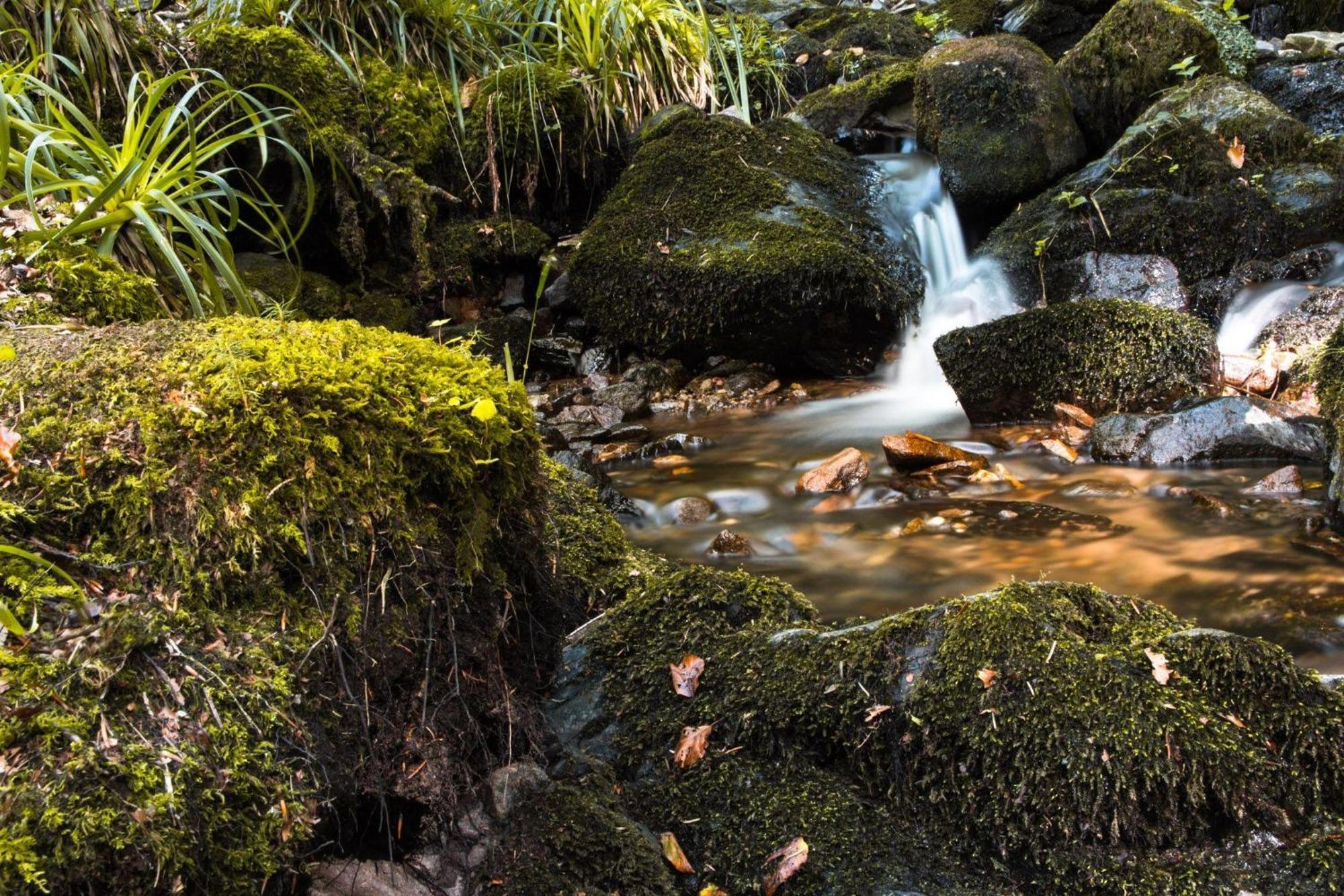 Ferienwohnung Am Kapellenberg - Am Rande Des Nationalparks Schwarzwald Bad Peterstal-Griesbach Buitenkant foto