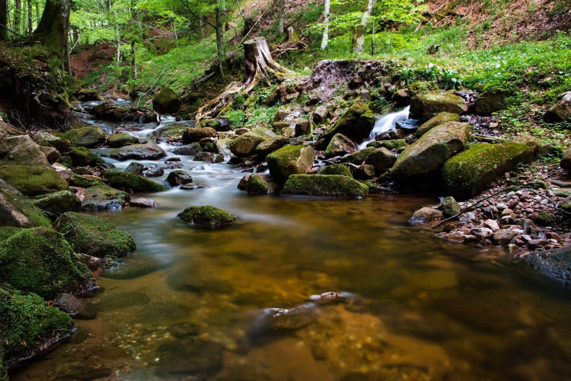 Ferienwohnung Am Kapellenberg - Am Rande Des Nationalparks Schwarzwald Bad Peterstal-Griesbach Buitenkant foto